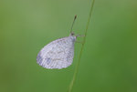 Leptosia nina malayana - 2