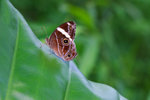 Lethe confusa - �ձa�L����