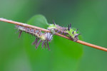 Limenitis sulpitia - ����u�潺 - �T����