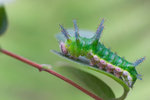 Limenitis sulpitia - ����u�潺 - ������