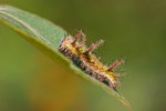 Limenitis sulpitia - ����u�潺 - �|����