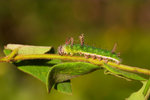 Limenitis sulpitia - ����u�潺 - ������