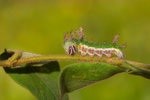 Limenitis sulpitia - ����u�潺 - ������