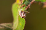 Limenitis sulpitia - ����u�潺 - ������