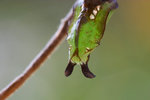 Limenitis sulpitia - ����u�潺 - ��
