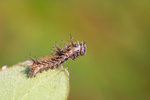 Limenitis sulpitia - ����u�潺 - �T����