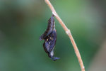 Limenitis sulpitia - ����u�潺 - �� - �ƽ��e�@��