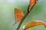 Loxura atymnus - ���ǽ�