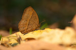 Mycalesis panthaka - �����ܲ���
