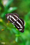 Neptis hylas - �����潺