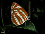 Neptis hylas - �����潺