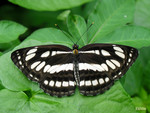 
Neptis hylas - �����潺