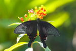 Papilio bianor - �ѻ�
