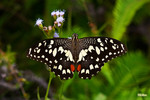 Papilio demoleus - �F����