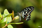Papilio demoleus - �F����
