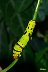 Papilio demoleus - �F���� - ����