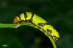Papilio demoleus - �F���� - ����