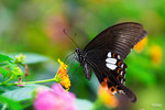 Papilio helenus - �ɴ���