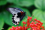 Papilio memnon - ���� - �۩� - �L����