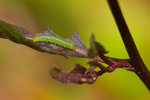 
Pieris canidia - �F��毻��