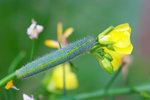 Pieris canidia - �F��毻�� - ���֥���