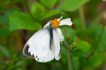 Pieris canidia - �F��毻��