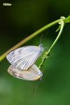 Pieris canidia - �F��毻��