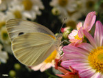 Pieris canidia - �F��毻��