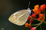 Pieris canidia - �F��毻��