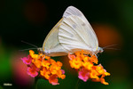 Pieris rapae - �毻��