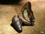 Polyura athamas - ��������潺