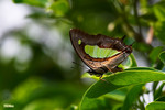Polyura athamas - ��������潺