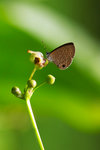 Prosotas dubiosa lumpura