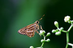 Pyroneura latoia latoia