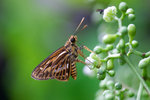 Pyroneura latoia latoia - 2