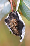 Symbrenthia lilaea - �������潺 - �L�V����