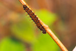 Symbrenthia lilaea - �������潺 - ����