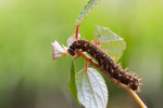 Symbrenthia lilaea - �������潺 - ����