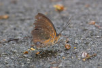 Tanaecia iapis puseda