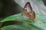 Tanaecia pelea pelea - 2