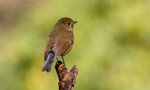 Tarsiger cyanurus - �����ŧ�� - �۩�