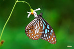 Tirumala limniace - �C���� - ����
