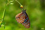 Tirumala septentrionis - �ޫC���� - ����