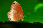 Elymnias panthera panthera