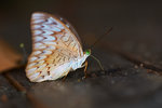 Euthalia monina monina