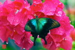 Papilio peranthus
