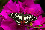 Papilio demoleus malayanus