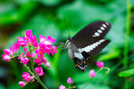 Papilio demolion demolion