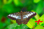 
Parthenos sylvia - �R�潺