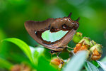 Polyura hebe plautus
